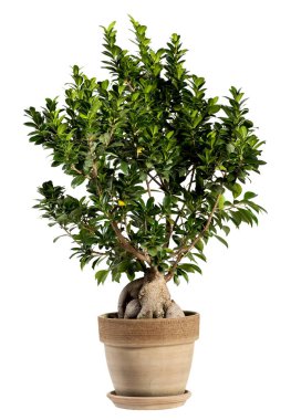Ginseng Ficus Bonsai ağacı kahverengi pot