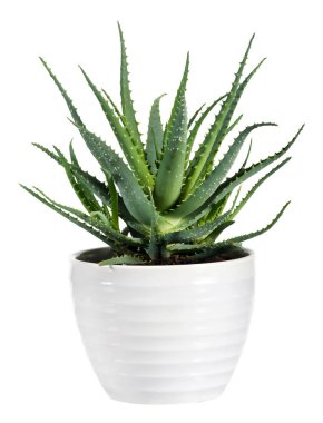 İzole Aloe Vera bitki üzerinde beyaz Pot