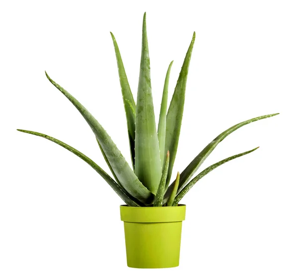 Aloe Vera planta em vaso verde amarelo — Fotografia de Stock