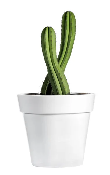 Fresh Look Cactus Plant on White Pot — Stock Photo, Image