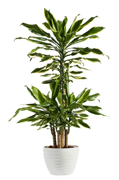 Svěží vzhled Dracaena Fragrans kvetoucí rostlina — Stock fotografie