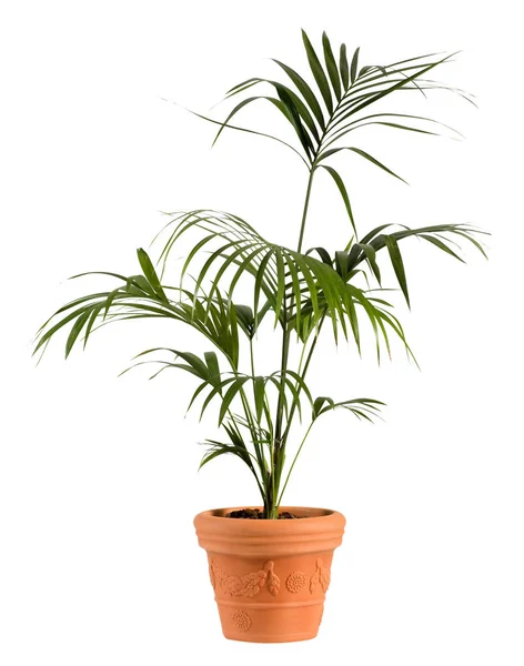 普通の茶色の鉢 Kenzia ヤシ科の植物 — ストック写真