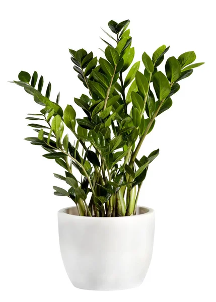 Zamioculcas tanaman rumah tangga pada pot putih — Stok Foto