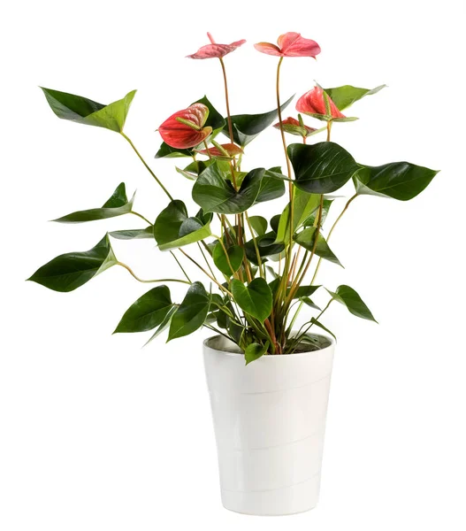 Planta atrativa da flor do anthurium no potenciômetro branco — Fotografia de Stock