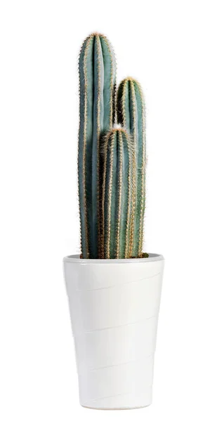 Mörk grön Cactus växt på vit kruka — Stockfoto