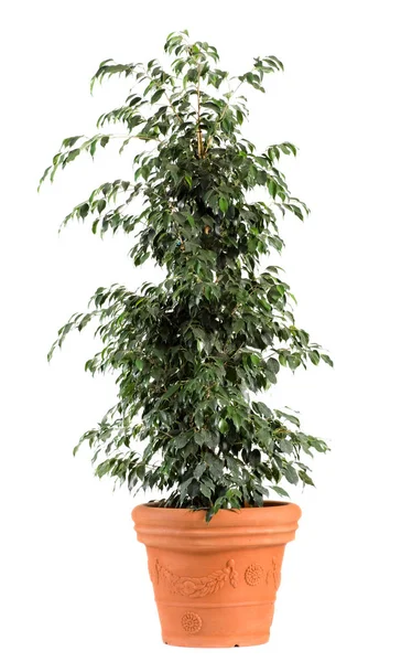 Ficus Xoina Danielle Plante sur pot brun clair — Photo