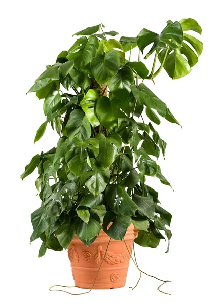 Leafy green delicious monster plant — Stock Photo, Image