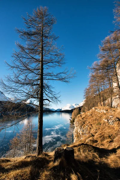 Замерзшее горное озеро и обнаженное дерево — стоковое фото
