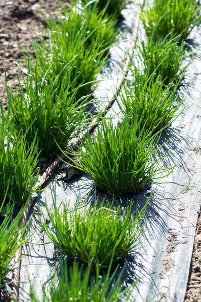 Frischer Schnittlauch wächst durch Mulchtuch — Stockfoto