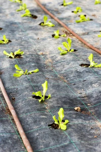 Lite gröna blad sallad brysselkål i rader — Stockfoto