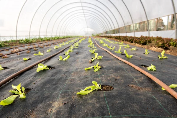 Junge Salatsetzlinge, die in einem Gewächshaus wachsen — Stockfoto