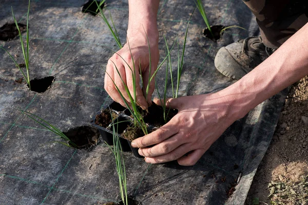 Bonde omplantering unga purjolök plantor — Stockfoto