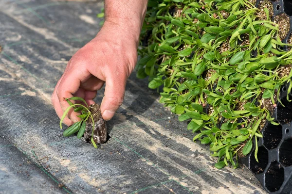 Bonde omplantering Unga plantor under våren — Stockfoto