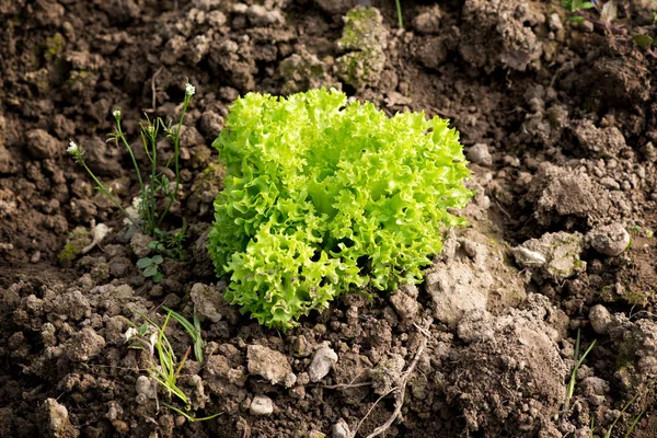 Салат для гурманов в почве — стоковое фото