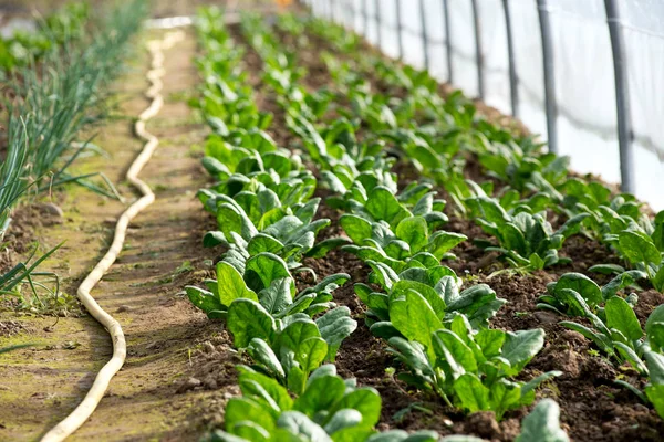Reihen von wenig Spinat wachsen im Gewächshaus — Stockfoto