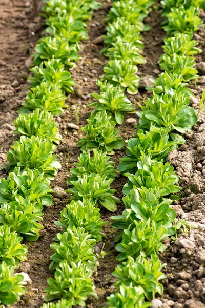 Rangées plantées de salade de maïs, Valerianella locusta — Photo