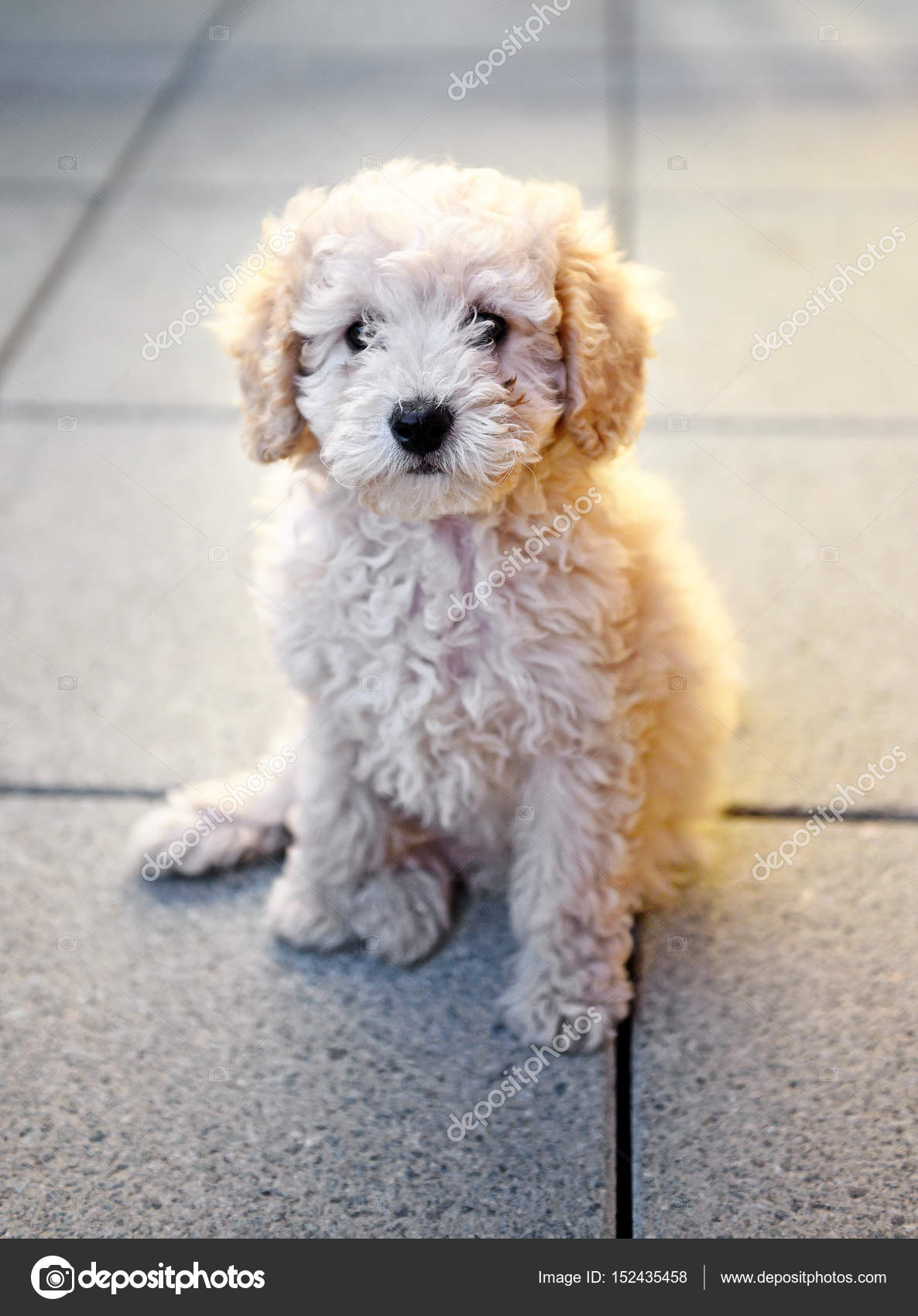 Small toy poodle puppy sitting on grey tiles Stock Photo PHOTOLOGY1971 152435458