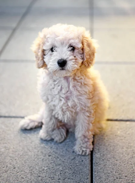 Pequeno cachorro poodle brinquedo sentado em azulejos cinzentos — Fotografia de Stock