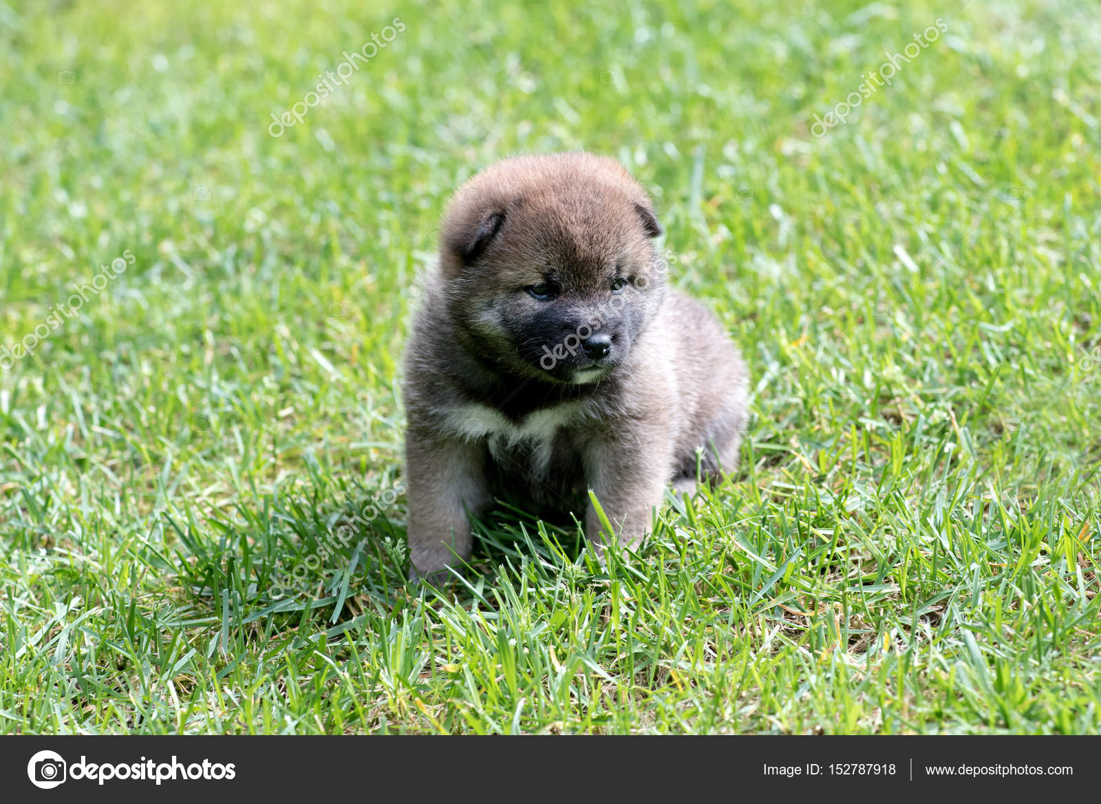Light Brown Shiba Inu Puppy Dog Stock Photo