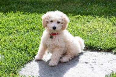 Bahçedeki küçük altın oyuncak fino köpeği köpek yavrusu