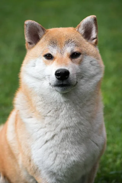 Portret Shiba Inu pies — Zdjęcie stockowe