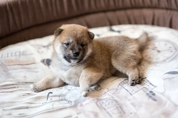 Cute Shiba Inu puppy dog — Stock Photo, Image