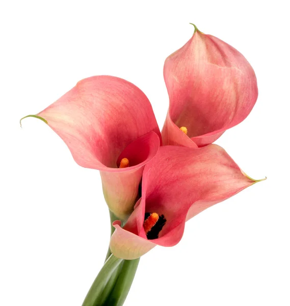 Isolated bunch of red Calla Lilies — Stock Photo, Image