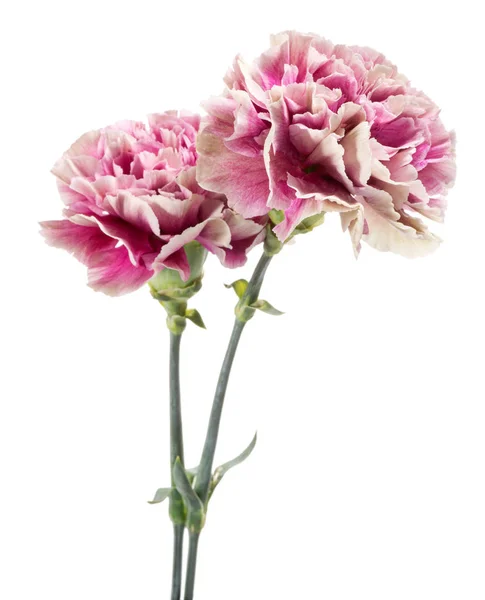 Dos claveles abigarrados rosados y blancos —  Fotos de Stock