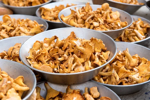 Chanterelle mushrooms in metal bowls — Stock Photo, Image