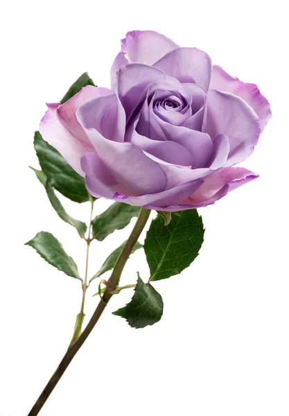 白色背景分离的紫玫瑰 — 图库照片
