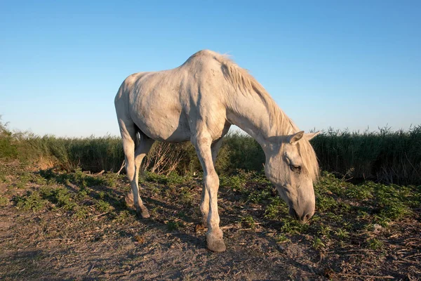 푸른 하늘에 대 한 방목 된 Camargue 야생마 — 스톡 사진