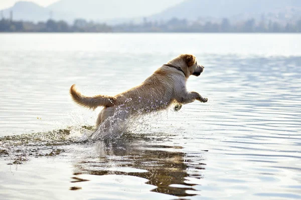 Golden Retriever Hund läuft im Wasser — Stockfoto