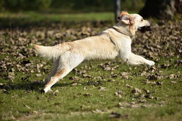 Golden retriever dog playing on grass — Stock Photo, Image