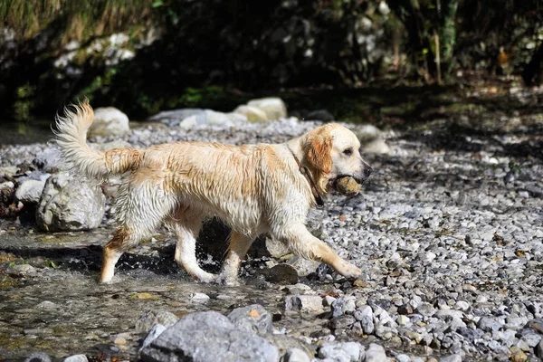 Golden Retriever Hund spielt im See — Stockfoto