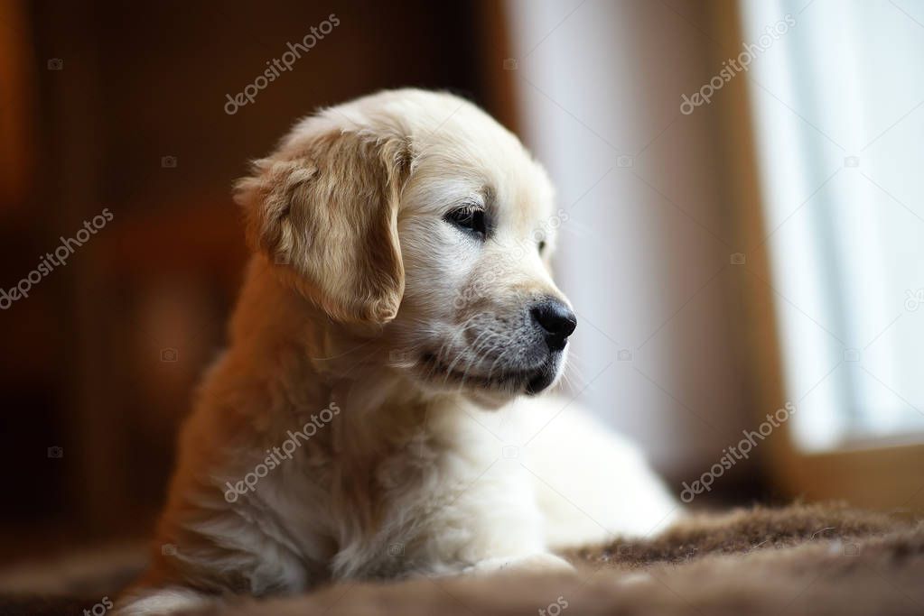 Cute little golden retriever puppy thinking