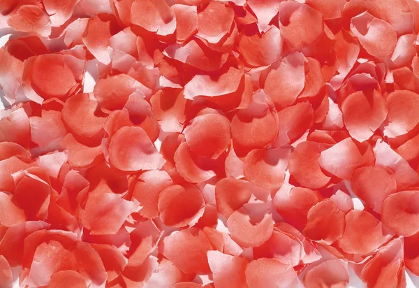 Fullformat närbild av röda rosenblad — Stockfoto