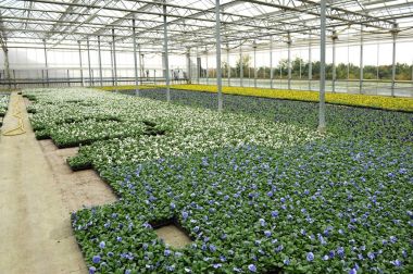 Menekşe yetiştirme sera içinde