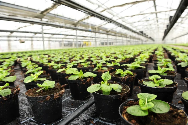 Krukväxter krukväxter i ett modernt växthus — Stockfoto