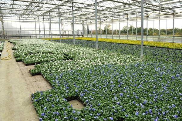 Cultivo de violetas en invernadero — Foto de Stock