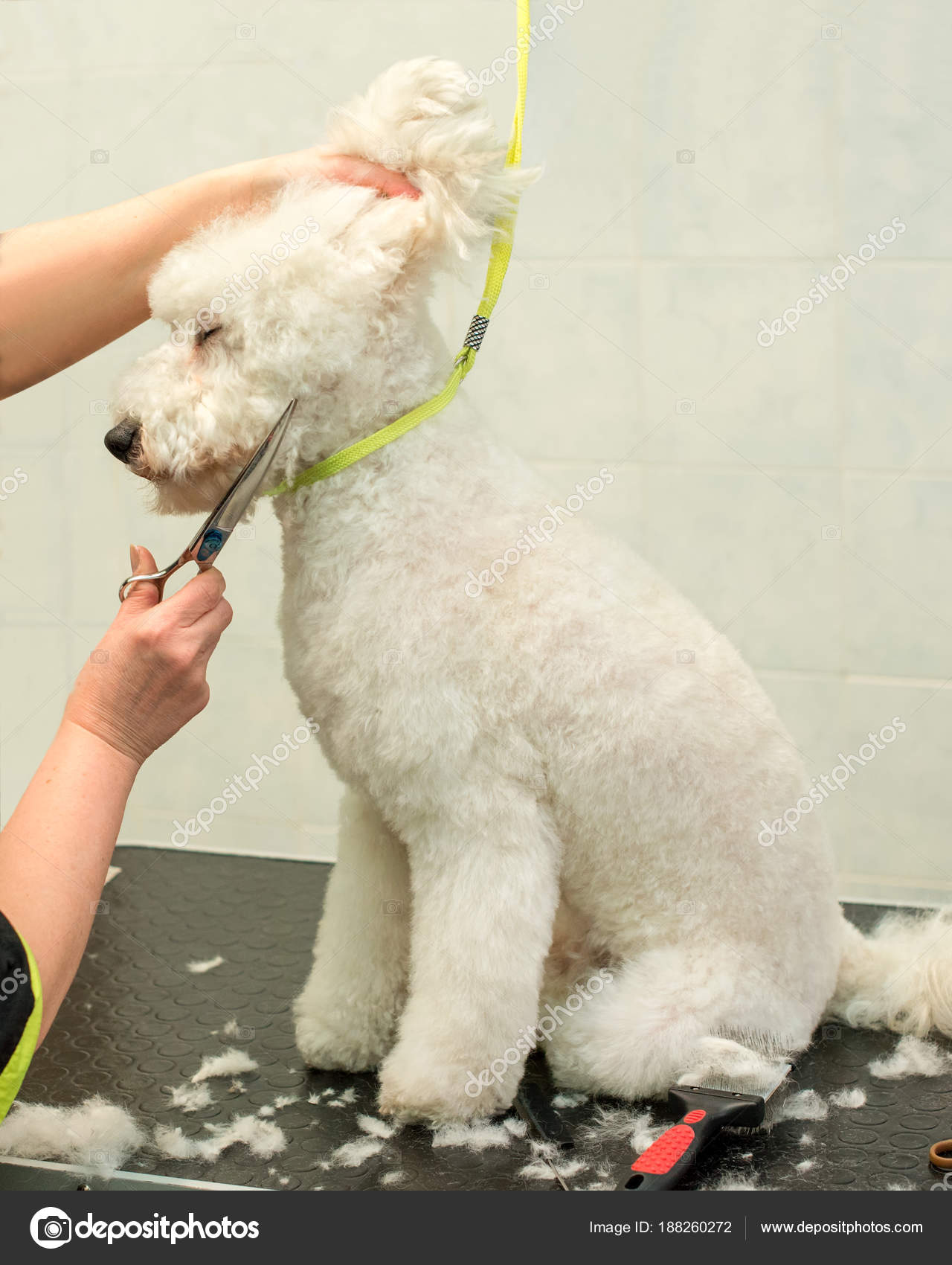 Pictures Haircuts For Goldendoodles Dog Having Haircut