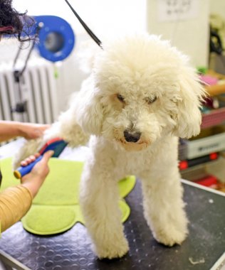 Hayvan Kuaför Salonu küçük fino köpeği