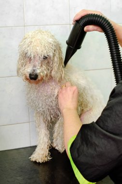 Bir köpek kurutma damat salonunda işleyicisi