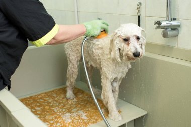 Groomer in a pet salon washing a white dog clipart