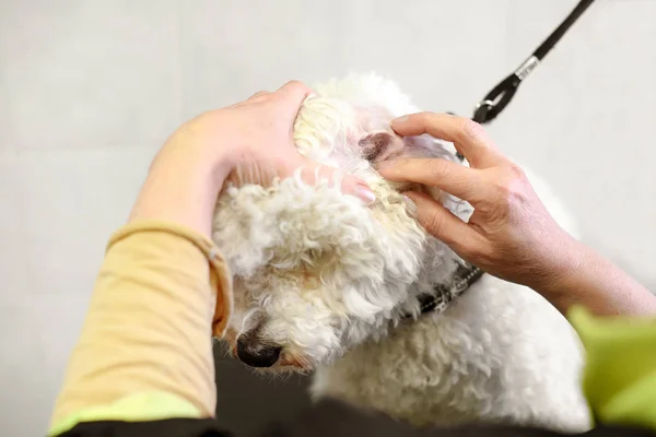 Cleaning dog ear at animal beauty salon — Stock Photo, Image