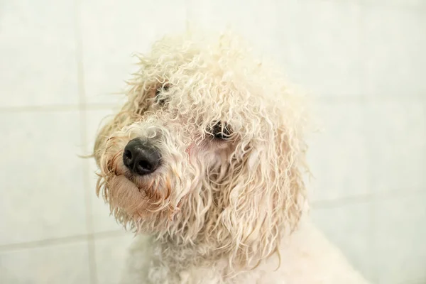 Portret van een schattige natte witte hond — Stockfoto