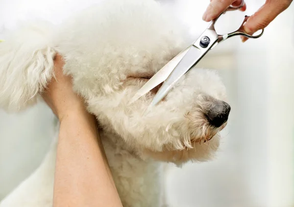 Groomer in a grooming salon trimming a white dog — Stock Photo, Image