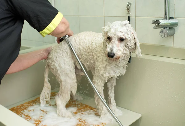 Small white dog being washed in a grooming parlor — Stock Photo, Image