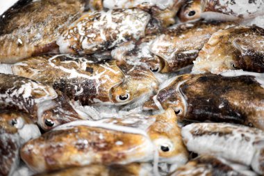 Siyah mürekkep balığı yakın çekim