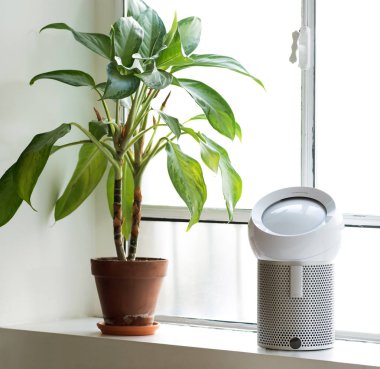 Dyson vantilatörünün yanında büyük saksı bitkisi.
