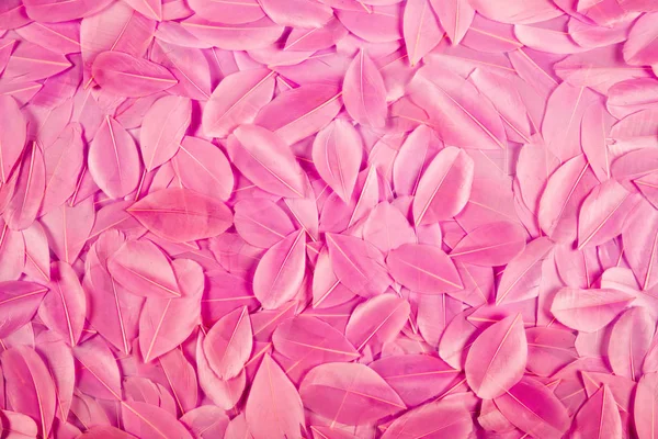 Texture de fond des plumes d'oiseaux teintes en rose — Photo